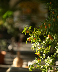 Bush with potted tangerines, kumquats in atmospheric holiday establishment. Terrace with tropical...