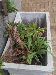 Lush Greenery in a Serene In My University Campus