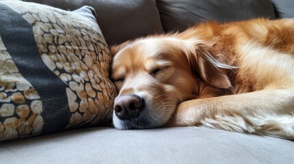Golden Retriever Sleeping on Couch with Pillow