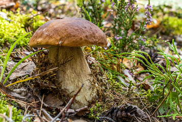 A boletus mushroom with a light-brown cap and a thick stem grew among green moss, grass, fallen pine needles and cones.