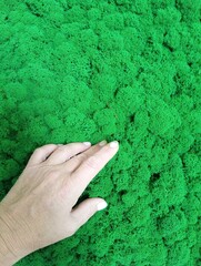 hand holding green moss. Landscape interior design. Stabilized moss for decoration and interior design. The background is made of green moss.