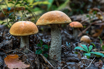 Several mushrooms with yellow-orange caps on tall, variegated stems grow in the shade of trees among fallen leaves and lingonberries.