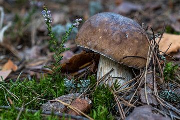 A light brown boletus mushroom with a tilted cap grows among moss, flowering grass, fallen pine needles and leaves.