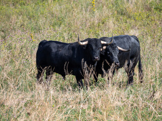 Two black brave bulls standing in a field grazing in the pasture