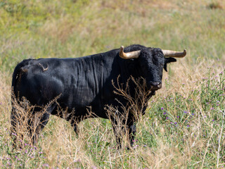 A black brave bull standing in a field grazing in the pasture