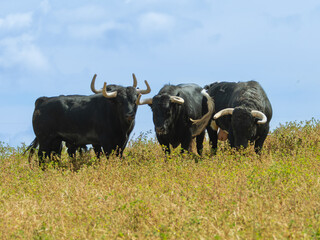 Herd of black brave bulls standing in a field grazing in the pasture.