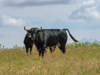 A black brave bull standing in a field grazing in the pasture