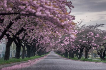 Cherry blossom road. Blooming cherry trees line a paved path, creating a stunning tunnel of pink petals.  The scene evokes a sense of tranquility and springtime beauty.