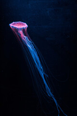 underwater photography jellyfish Chrysaora pacifica, Japanese sea nettle jellyfish