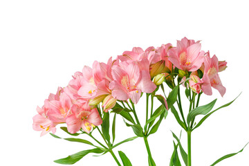 pink alstroemeria flower, Lily of the Incas, in vase on isolated white background close-up