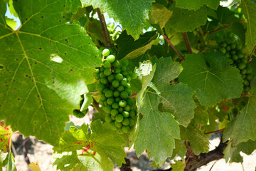 green small grapes on vine on vineyard