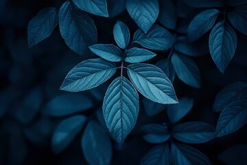Fototapeta premium Dark Blue Leaves with Intricate Veins and a Dewy Texture