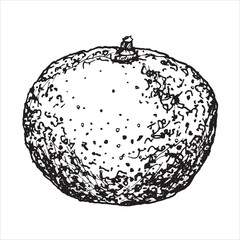 Graphic illustration of mandarin. Vector monochrome clipart of tropical citrus fruit. Outline linear hand drawn plant design element. Sketch for Christmas print, menu, drink card, farm products