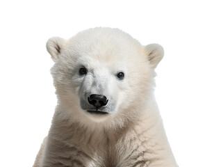 baby polar bear isolated on white background, cutout 