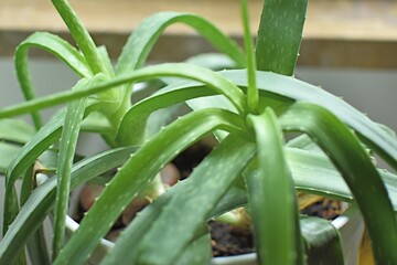 Obraz premium aloe vera leaves in white pot indoors