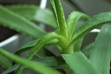 Obraz premium aloe vera leaves in white pot indoors