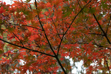 Red Japanese Maple Leaves all over the Park in Autumn