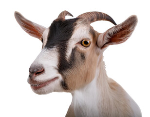 goat isolated on white background, cutout 
