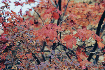 Jardim Japonês Fotografia