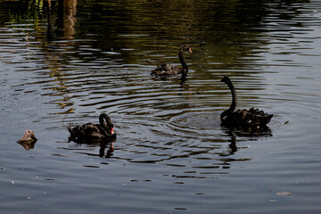 black swans on the lake