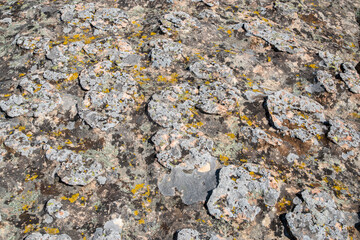 Rock surface covered with coloured lichens and mosses closeup as natural background