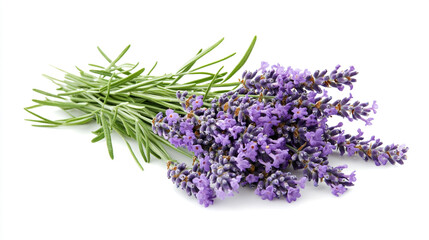 Freshly harvested lavender bundle with green stems displayed on white background