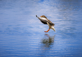 Flying grayleg goose waterfowl