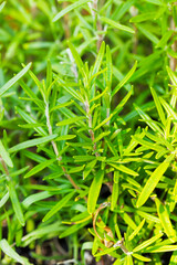 Organic Raw Italian Rosemary Sprigs