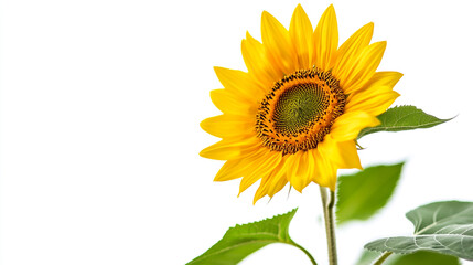 Obraz premium A vibrant sunflower blooming against a clean white background in natural light