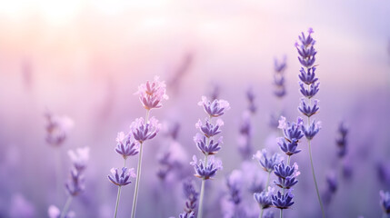 Obraz premium close up of sunlit field filled with blooming lavender flowers, offering a peaceful and colorful natural scene background
