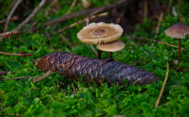 mushroom on the moss with a pine cone in the foreground