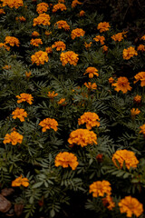 autumn leaves background