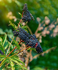 Side view of black elderberry berries gathered in pile. Elderberrie contain very valuable nutrients.