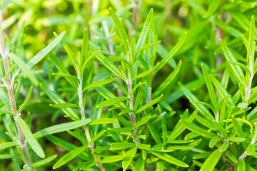 Organic Raw Italian Rosemary Sprigs