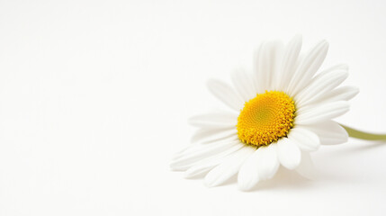 Obraz premium A single white daisy with a yellow center resting on a plain white background