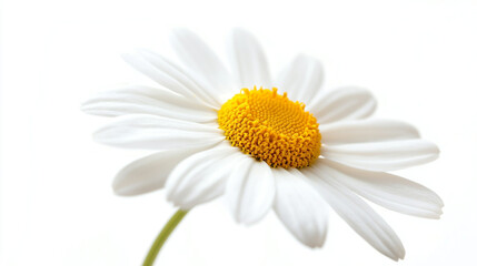 A close-up view of a delicate daisy blooming under bright light in a serene setting