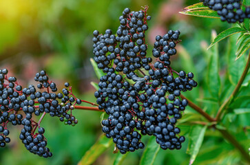 Fly in detail on berries. Bunch of ripe elderberries with dark purple-black fruits Sambucus nigra