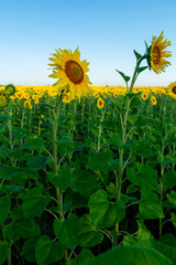 Field with blooming sunflowers large sunflower in the foreground on a sunny day against the blue sky