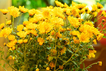 Yellow chrysanthemums.A bouquet of yellow flowers.Autumn flowers.House plants.