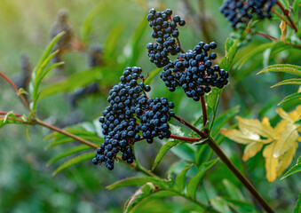 Detail ripe elderberries on green background. Elderberry- nature's pharmacy, rich in antioxidants.