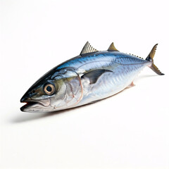 Fototapeta premium fresh raw mackerel fish isolated on white background