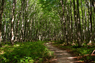 Obraz premium Tunnel of Trees in Michigan