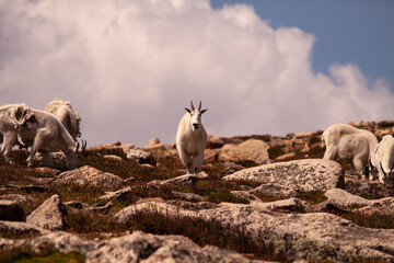 Mountain Goat, Colorado