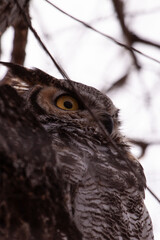Great Horned Owl 2 