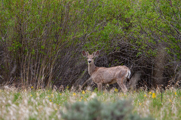 Deer in Meadow, Colorado