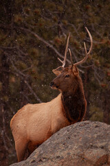 Elk in Forest 2