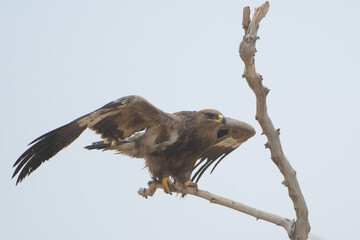 greater spotted eagle or Clanga clanga at Jorbeer carcass dump, Rajasthan, India