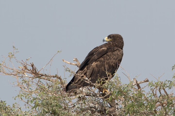 greater spotted eagle or Clanga clanga at Jorbeer carcass dump, Rajasthan, India