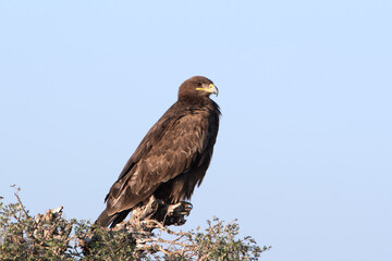 greater spotted eagle or Clanga clanga at Jorbeer carcass dump, Rajasthan, India