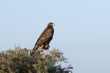 greater spotted eagle or Clanga clanga at Jorbeer carcass dump, Rajasthan, India